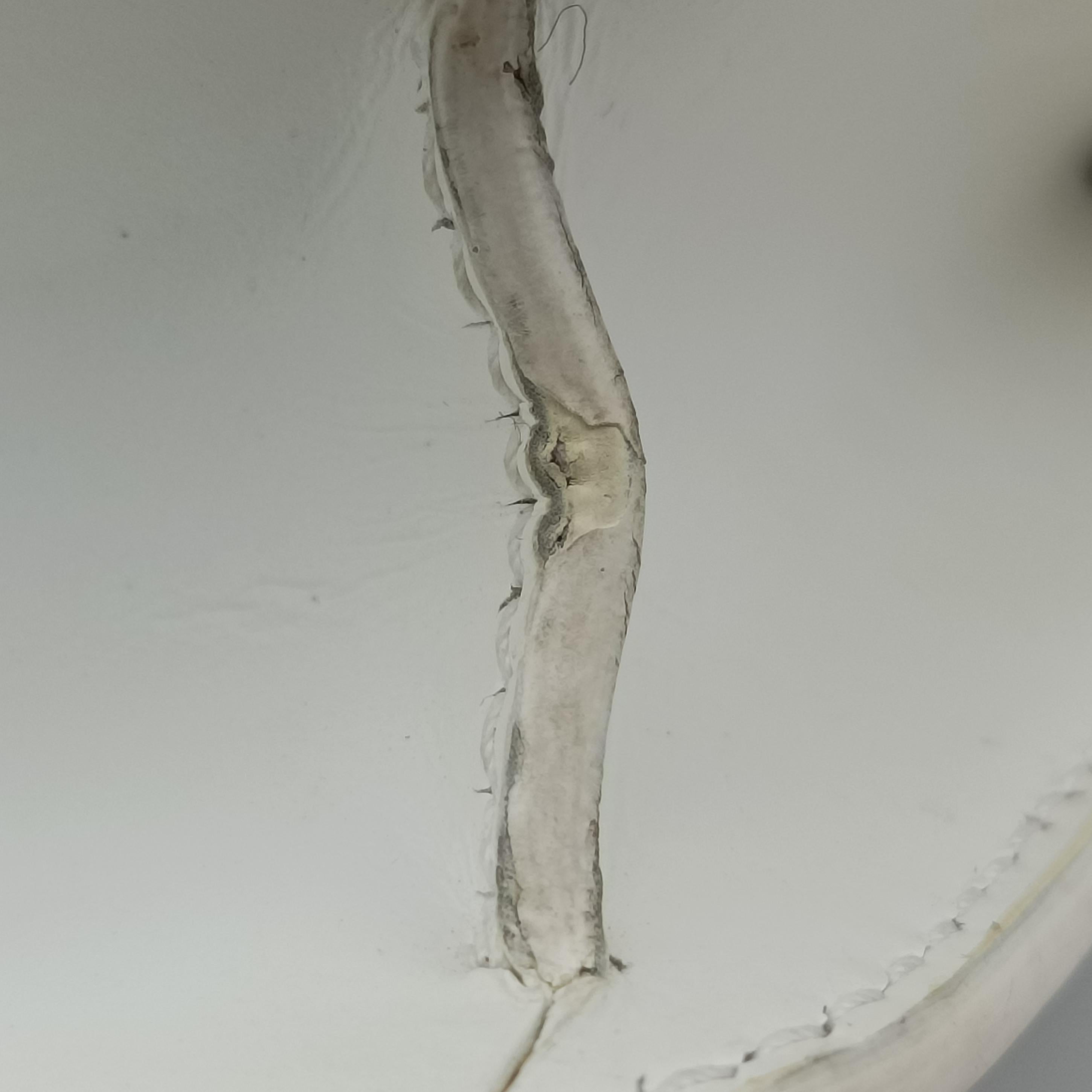 Pre-owned Burberry Monogram Quilted TB Mini Chain White×Green Leather  shoulderbag | stylenewstar